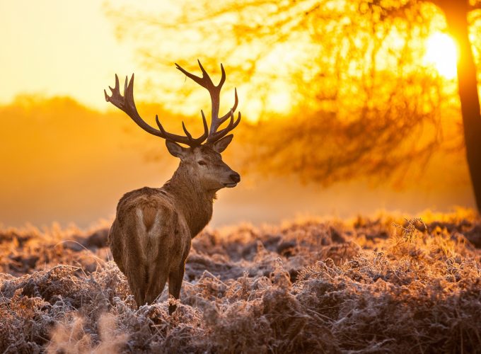 Wallpaper Deer, 4k, HD wallpaper, wild, sun, yellow, nature, winter, Animals 4850619883